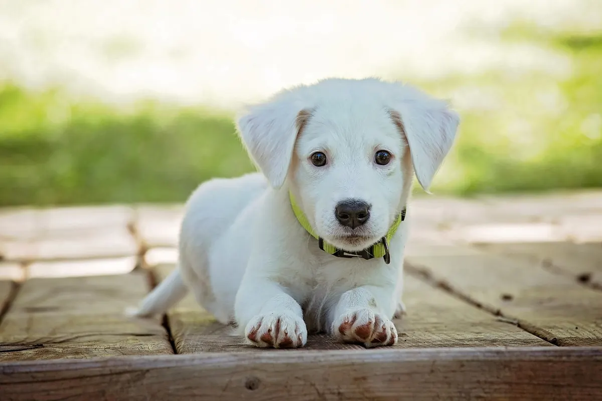 Flea and Tick Prevention Explained: How to Choose the Right Product for Your Pet