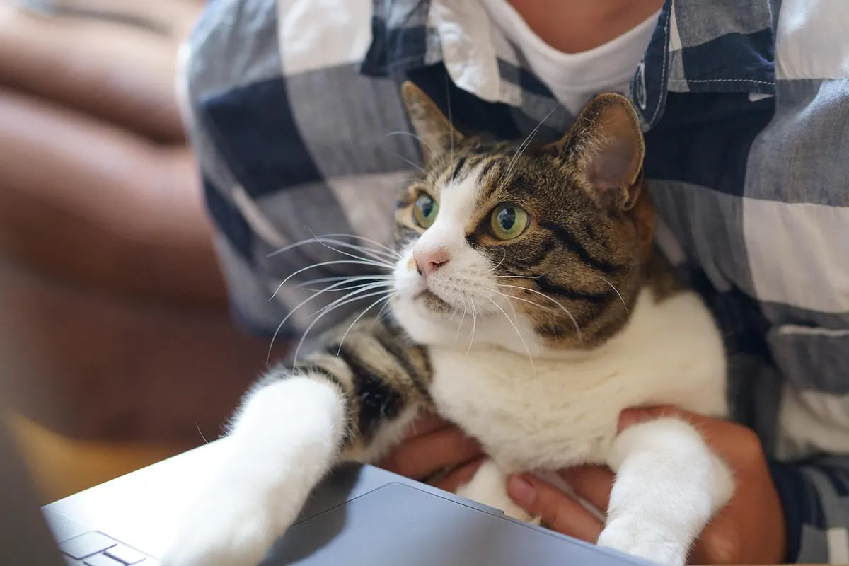 How to Brush a Cat's Teeth When They Hate It: A Step-by-Step Desensitization Plan