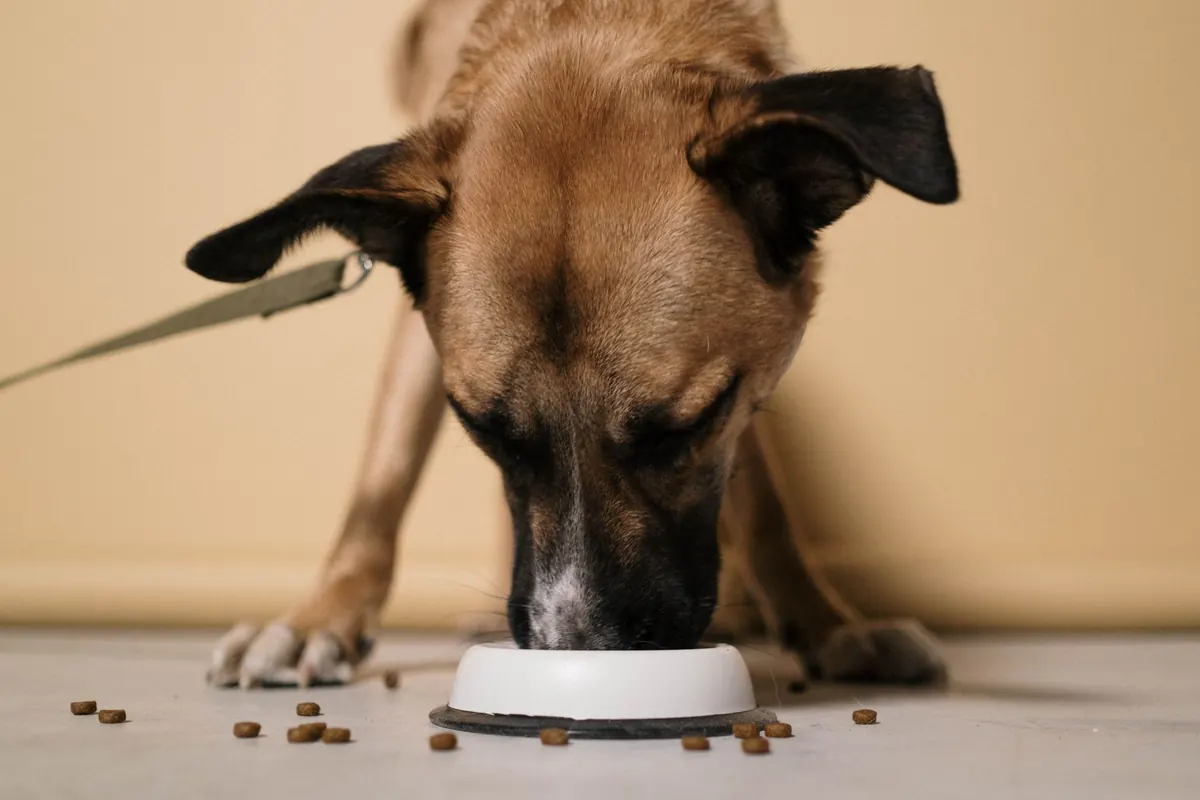 How to Transition Your Dog to a New Food Without Digestive Upset