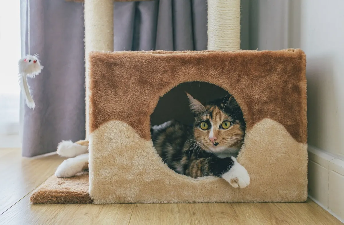 The First 30 Days With a New Rescue Cat: A Beginner's Setup Guide