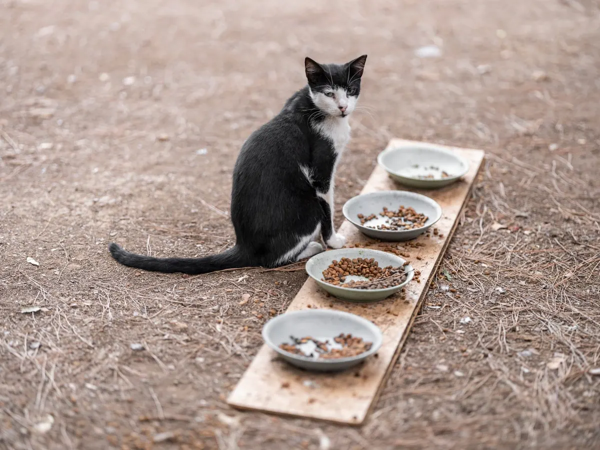 Wet vs Dry Cat Food: What the Difference Means for Hydration, Weight and Teeth