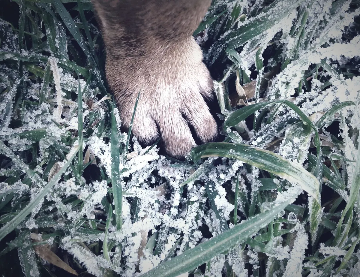 Winter Paw Care: Protecting Your Dog's Pads From Ice, Salt and Snow
